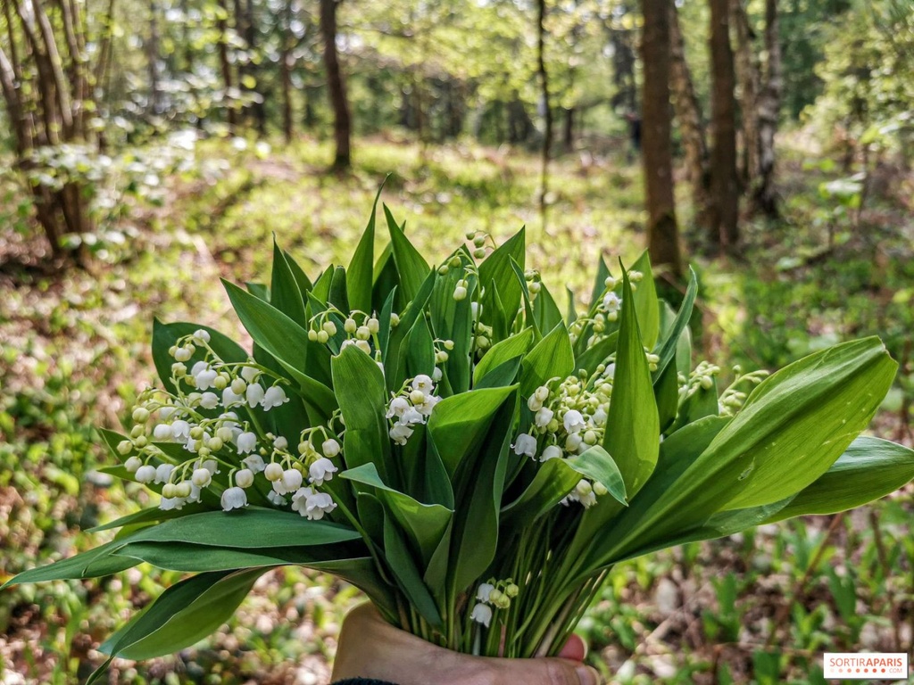 [220420_4400] Muguet (1x brin Muguet)