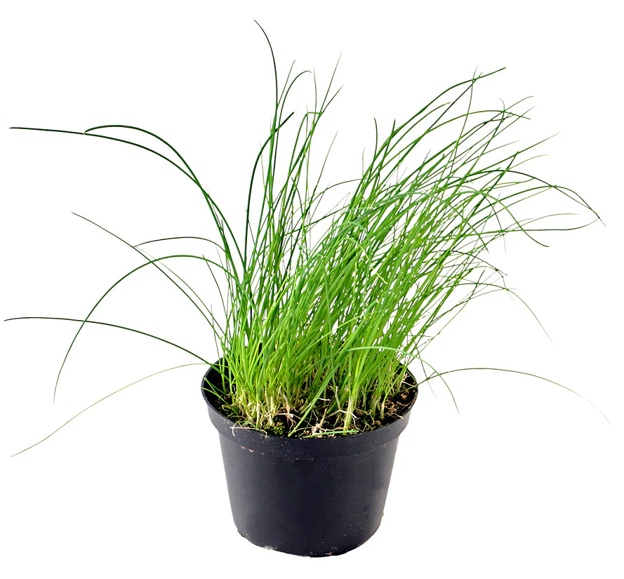 [250327_8545] Ciboulette - Pot de 10 cm